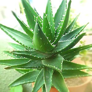aloe3.jpg